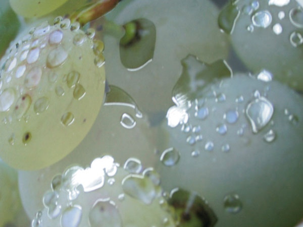 Peligraf. Dise�o y gesti�n nuevas fichas del cat�logo de servicios.